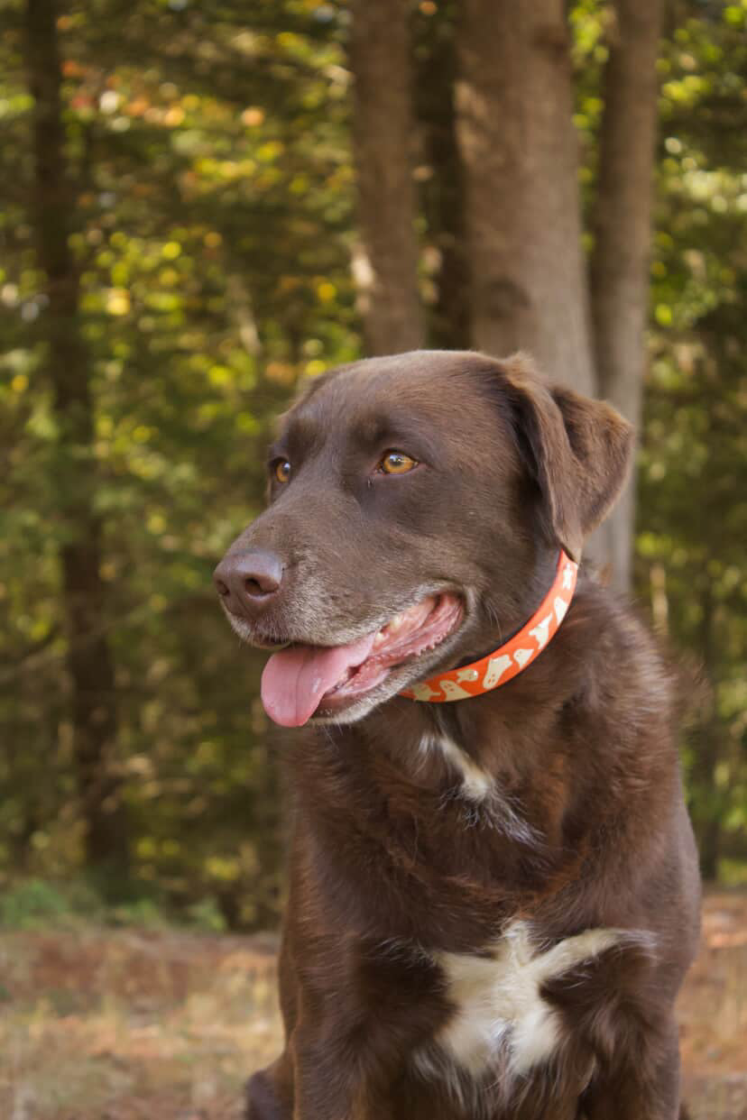 Biothane® Dog Collars