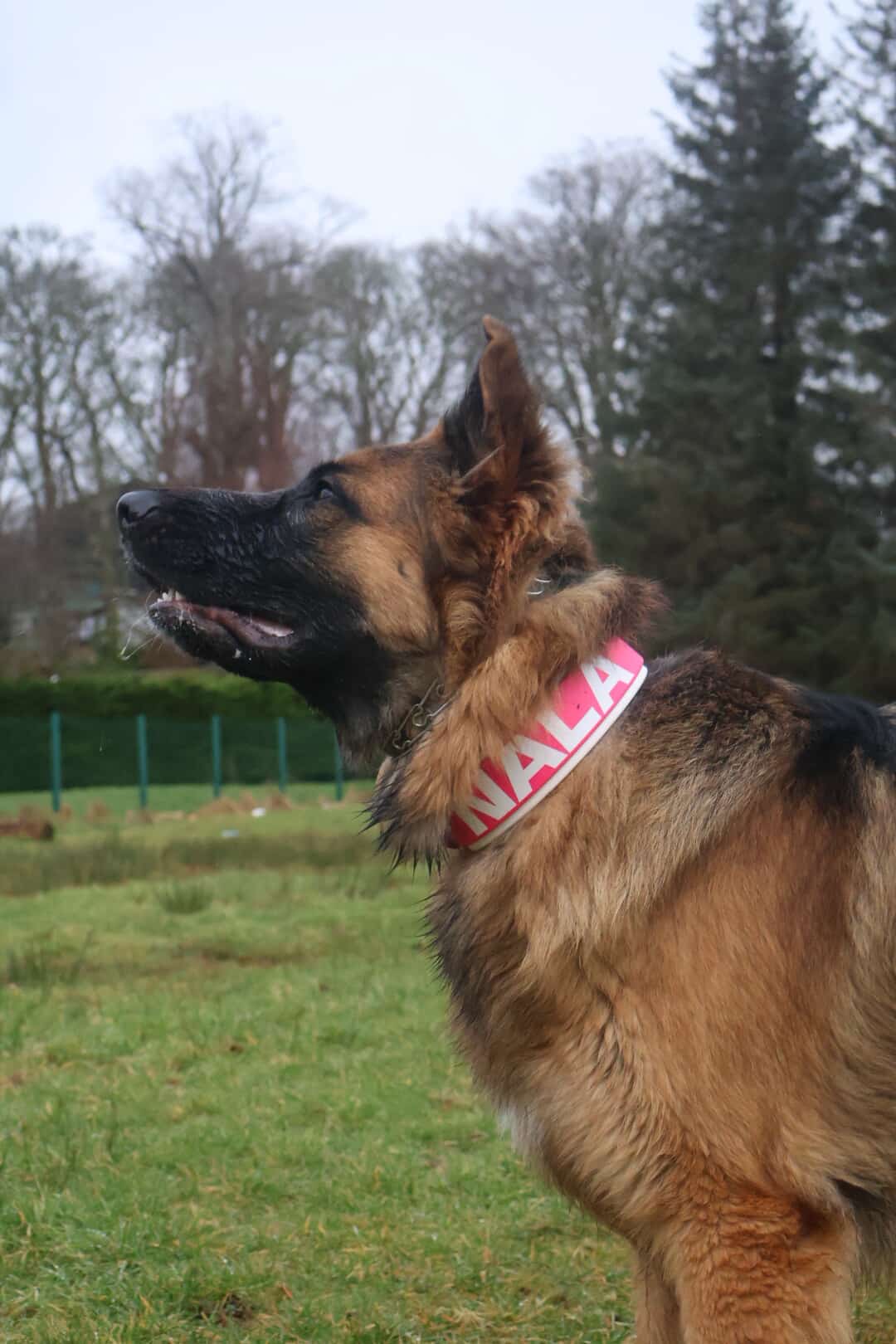 Two Tone Collars
