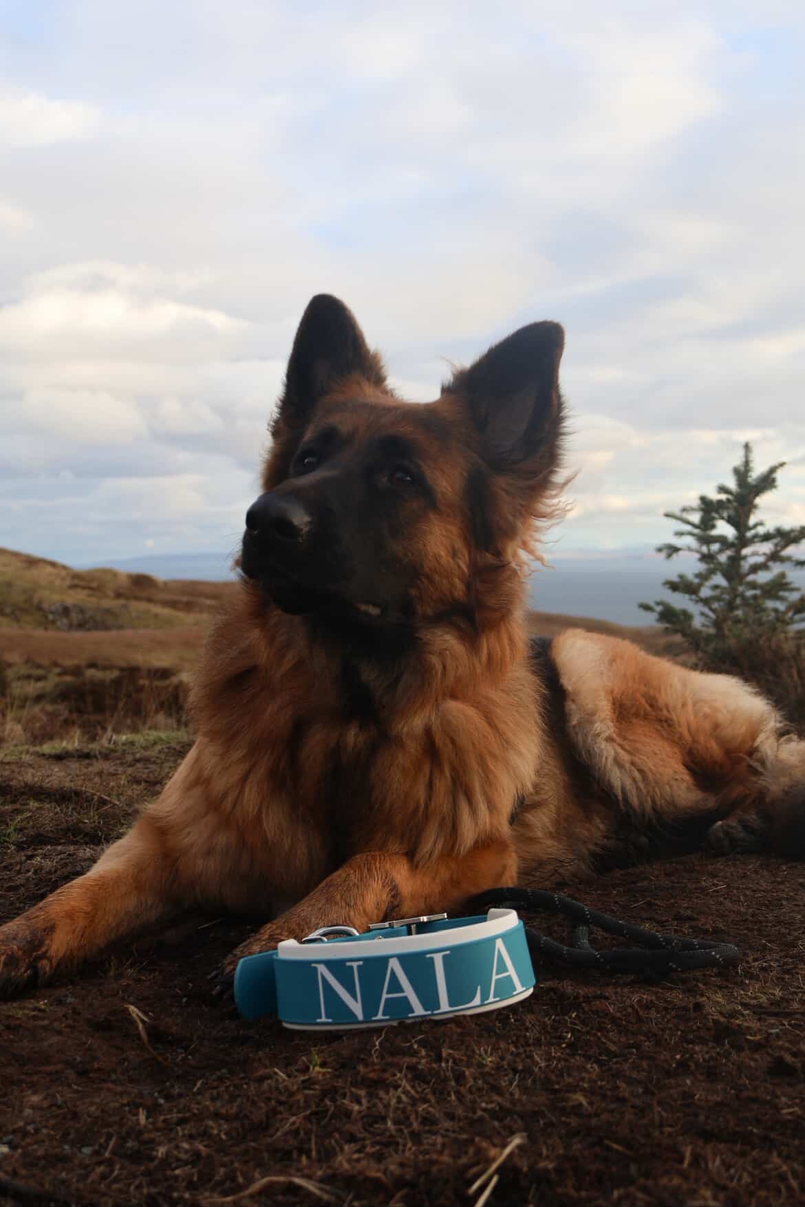 Shop All Collars