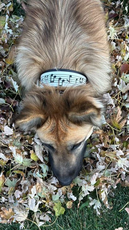 Fully Custom Vinyl Biothane® Collar