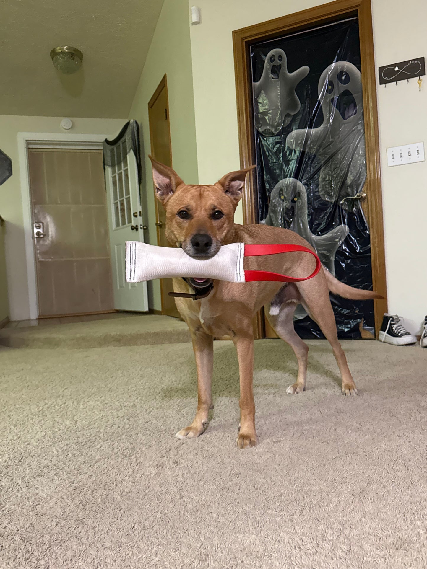 Fire Hose Dog Tug | Heavy-Duty K9 Training Toy